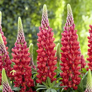 Image Credit: Walter Blom Plants B.V.