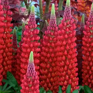 Lupinus West Country 'Beefeater' 1L