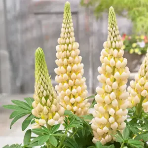 Lupinus West Country 'Cashmere Cream' 1L