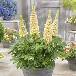 Image Credit: Walter Blom Plants B.V.