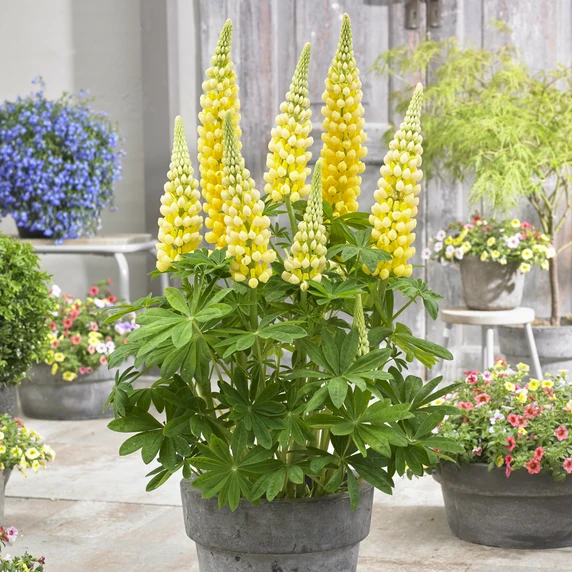Image Credit: Walter Blom Plants B.V.