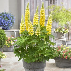 Image Credit: Walter Blom Plants B.V.