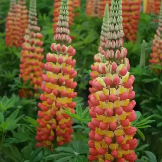 Lupinus West Country 'Gladiator' 5L - image 2