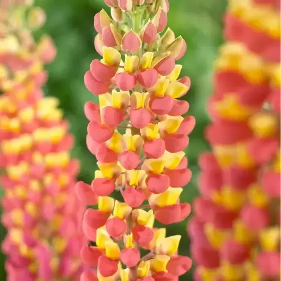 Lupinus West Country 'Gladiator' 5L - image 1