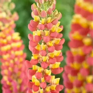 Lupinus West Country 'Gladiator' 1L - image 1