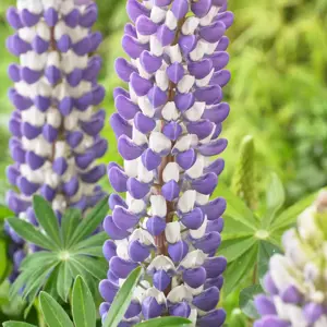 Lupinus West Country 'King Canute'