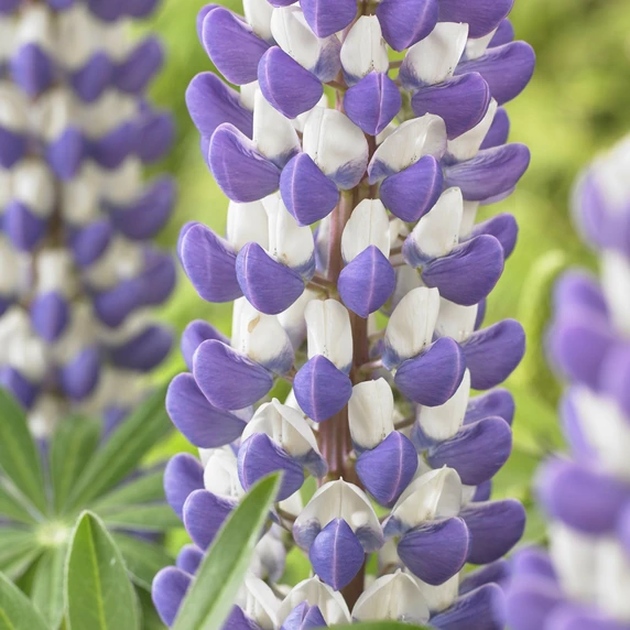 Image Credit: Walter Blom Plants B.V.