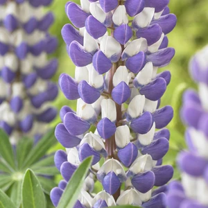 Image Credit: Walter Blom Plants B.V.
