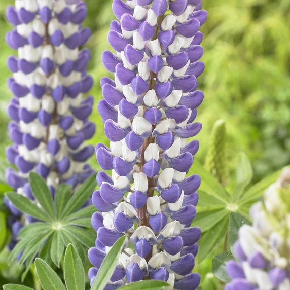 Image Credit: Walter Blom Plants B.V.