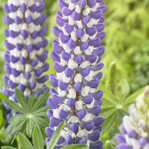 Image Credit: Walter Blom Plants B.V.