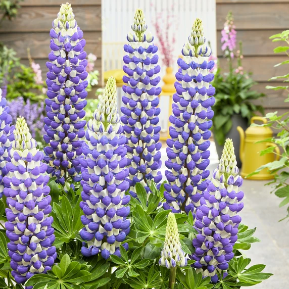 Image Credit: Walter Blom Plants B.V.