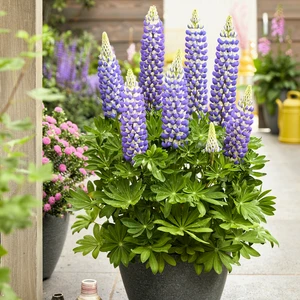 Image Credit: Walter Blom Plants B.V.