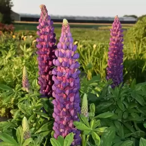 Lupinus West Country 'Magic Lantern' 3L - image 2