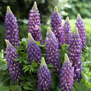 Image Credit: Walter Blom Plants B.V.