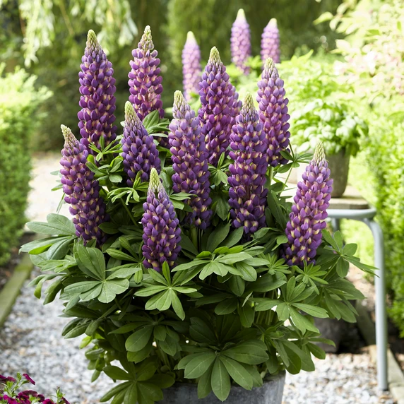 Image Credit: Walter Blom Plants B.V.
