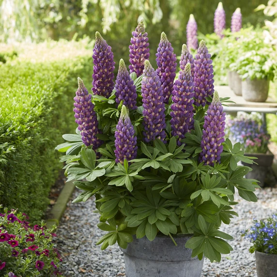 Image Credit: Walter Blom Plants B.V.