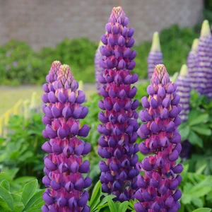 Image Credit: Walter Blom Plants B.V.