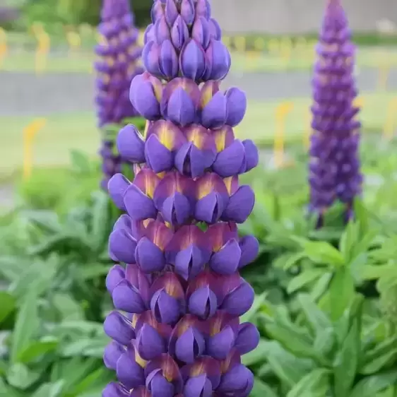 Lupinus West Country 'Magic Lantern' 3L - image 1