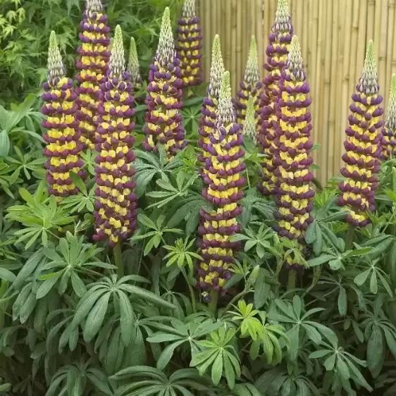 Lupinus West Country 'Manhattan Lights' 3L - image 2
