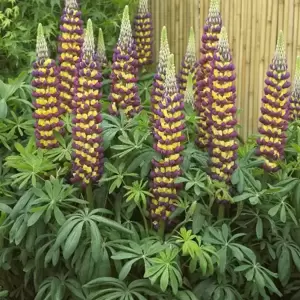 Lupinus West Country 'Manhattan Lights' 3L - image 2