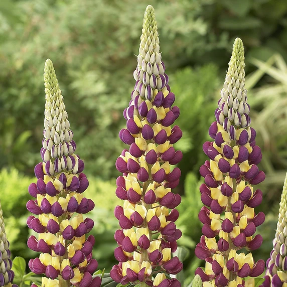 Image Credit: Walter Blom Plants B.V.