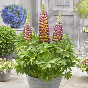 Image Credit: Walter Blom Plants B.V.
