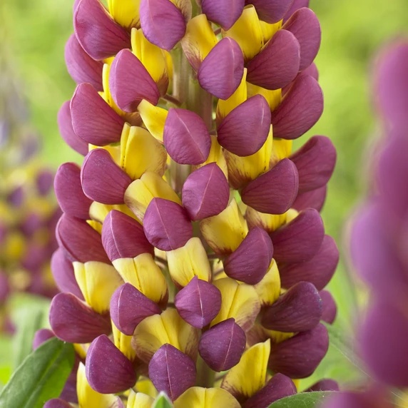 Image Credit: Walter Blom Plants B.V.