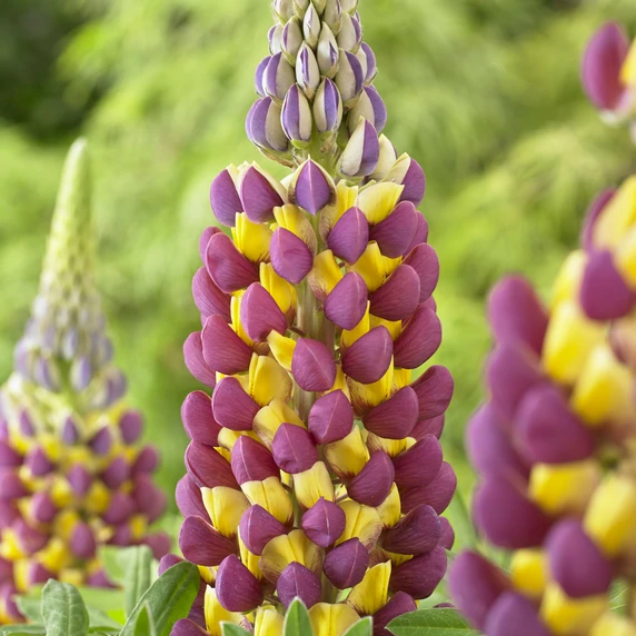 Image Credit: Walter Blom Plants B.V.