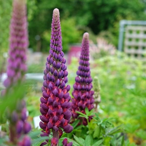Lupinus West Country 'Masterpiece' 1L - image 1