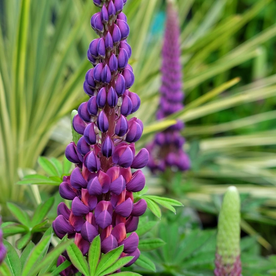 Lupinus West Country 'Masterpiece' 1L - image 2