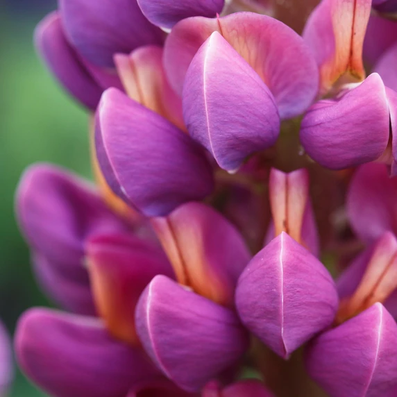 Lupinus West Country 'Masterpiece' 3L - image 3