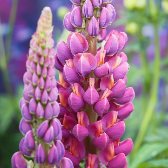 Lupinus West Country 'Masterpiece' 3L - image 5
