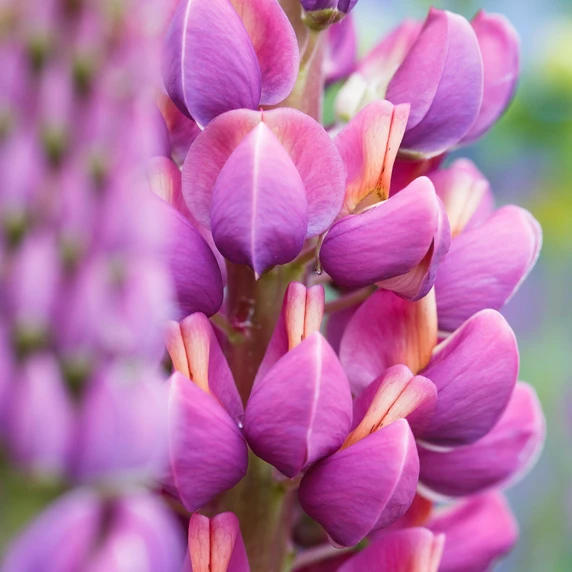 Lupinus West Country 'Masterpiece' 3L - image 4