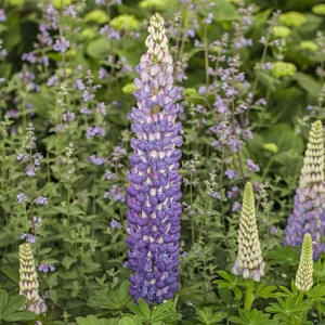 Lupinus West Country 'Persian Slipper' 3L - image 2