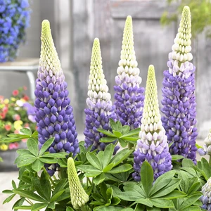 Image Credit: Walter Blom Plants B.V.