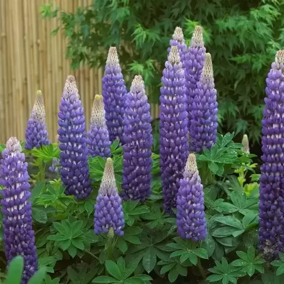 Lupinus West Country 'Persian Slipper' 3L