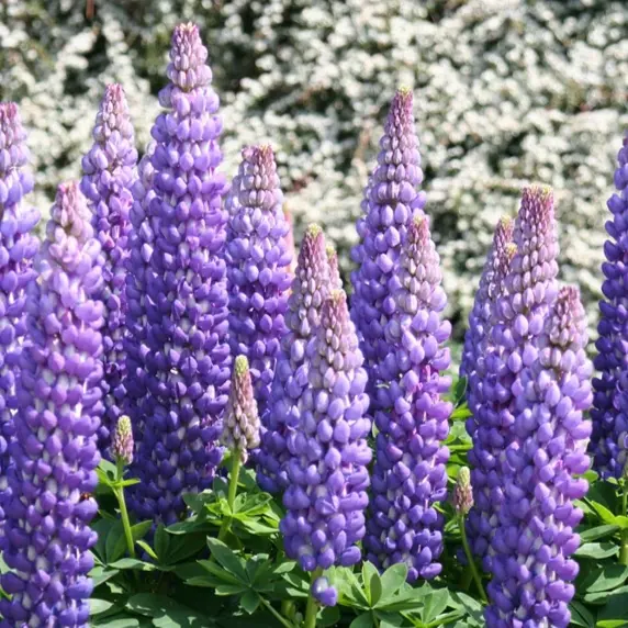 Picture - Proven Winners