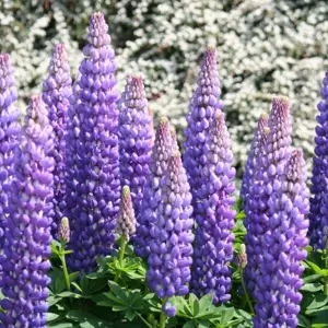 Picture - Proven Winners