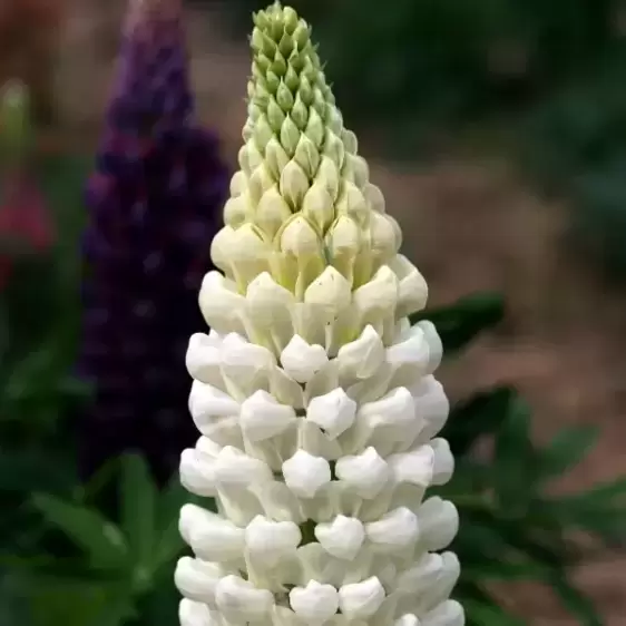 Lupinus West Country 'Polar Princess' 3L - image 1