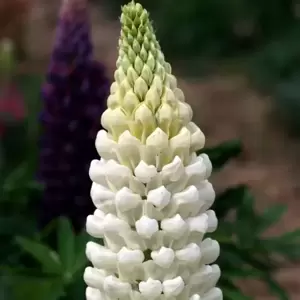 Lupinus West Country 'Polar Princess' 3L - image 1