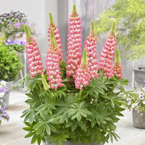 Image Credit: Walter Blom Plants B.V.