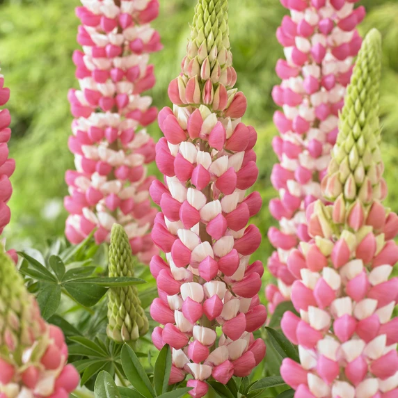 Image Credit: Walter Blom Plants B.V.