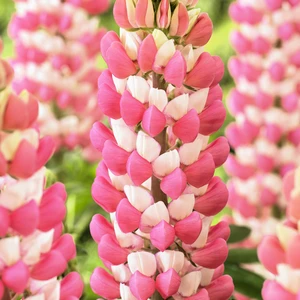Image Credit: Walter Blom Plants B.V.