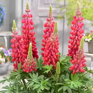 Lupinus West Country 'Red Rum' 3L - image 1