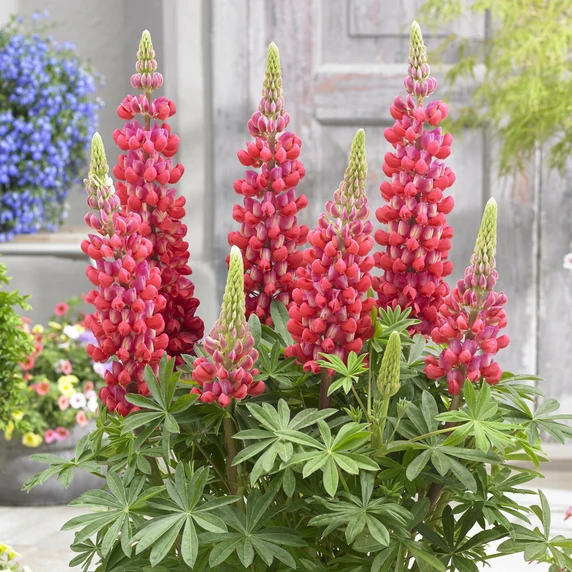 Image Credit: Walter Blom Plants B.V.
