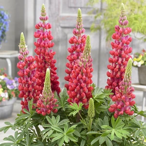 Image Credit: Walter Blom Plants B.V.
