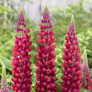 Image Credit: Walter Blom Plants B.V.