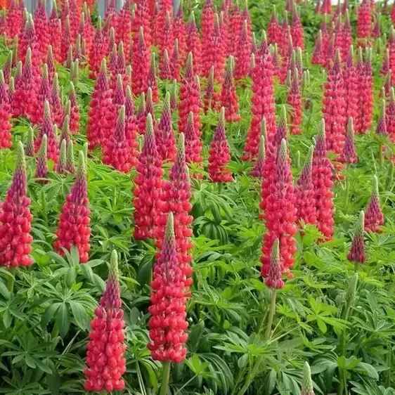 Lupinus West Country 'Red Rum' 3L - image 2