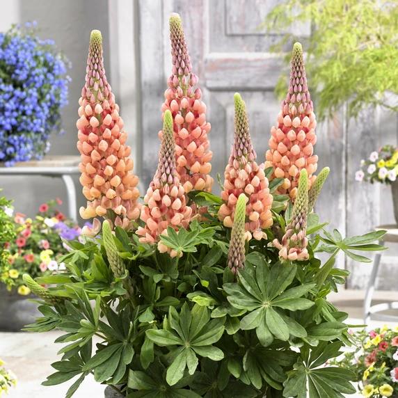 Image Credit: Walter Blom Plants B.V.