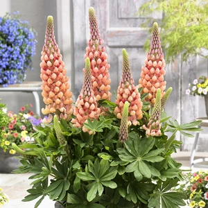 Image Credit: Walter Blom Plants B.V.